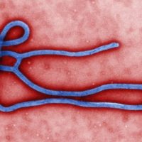 Ebola Virüsü Yeniden Mutasyona Uğradı